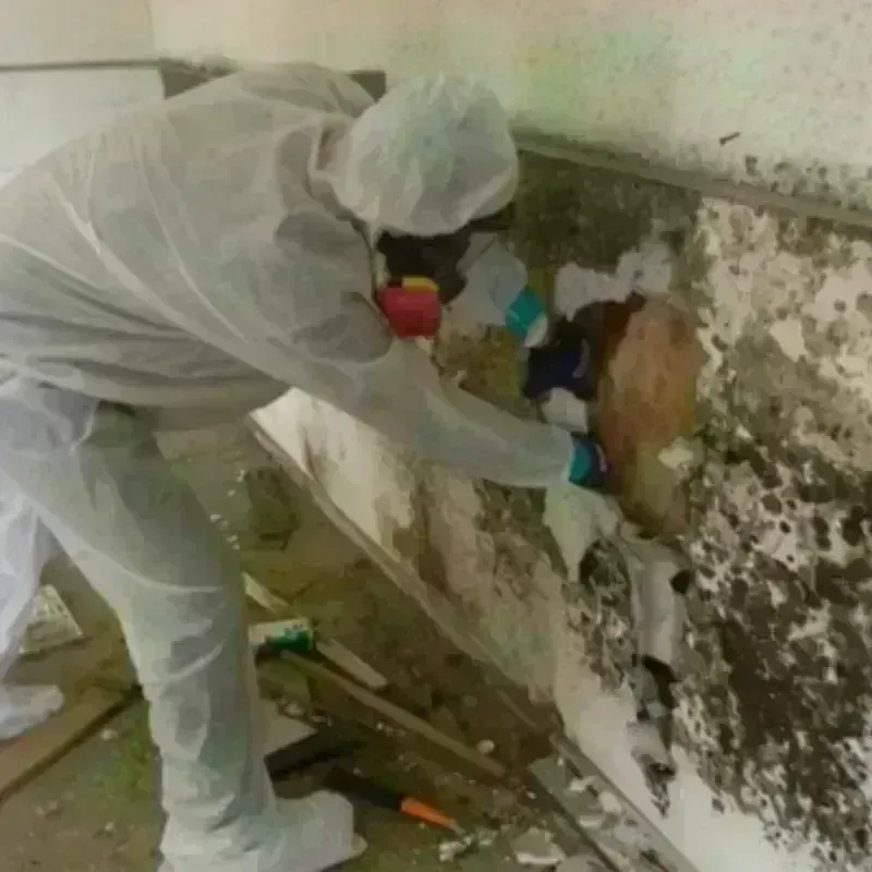 Mold Remediation and Removal in Osceola County, FL